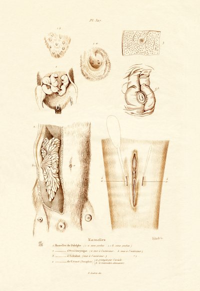Mammary Glands by French School